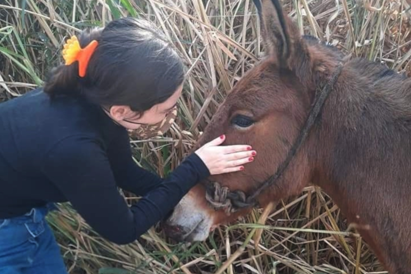 “Descaso com animais de grande porte tem sido frequente”, criticou vereadora