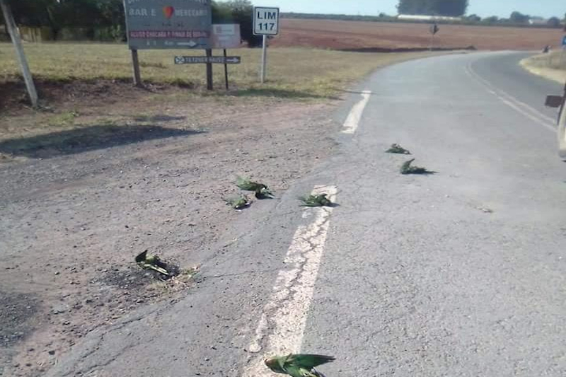 Lu Bogo pede investigação sobre morte de aves na área rural