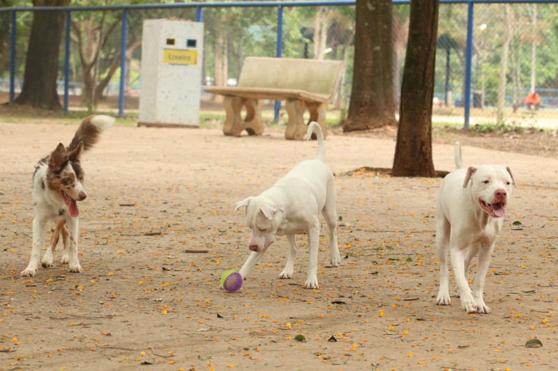 Vereadora quer implementação de “cachorródromo” em espaços públicos