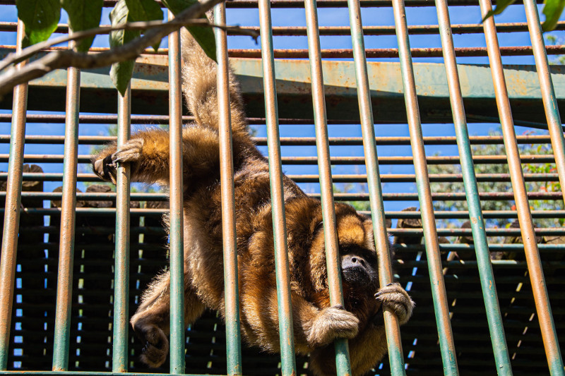 Comissão de Meio Ambiente visita Zoológico e Setor de Apreensão